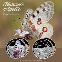 Fluture Parnassius apollo rosenius – Fluturele Apollo Fluture Parnassius apollo rosenius – Fluturele Apollo