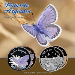Fluture Cupido argiades – Fluturele Argiades Fluture Cupido argiades – Fluturele Argiades